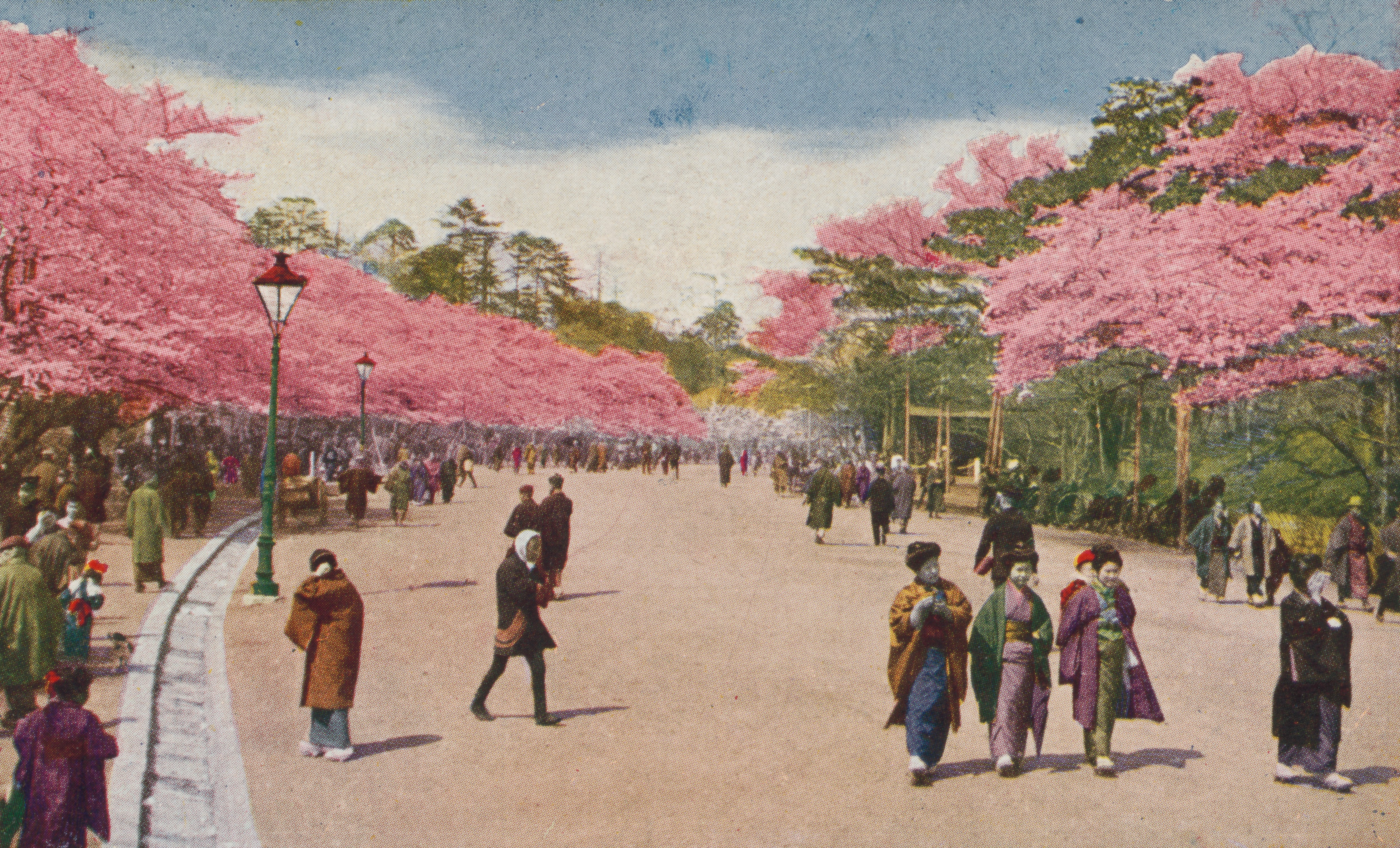 Single cherry blossom at Ueno Park (Flower season at Tokyo)